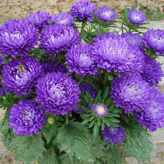 Heirloom Aster Seeds – Non-GMO Flower Seeds for Planting