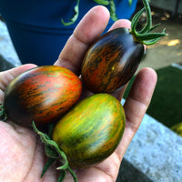 Tomato- Brad's Atomic Grape