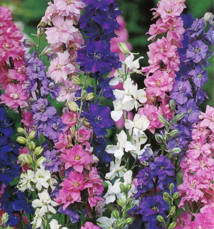 QIS? Larkspur Formula Mix – Larkspur Seed