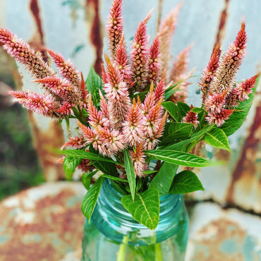 Celway? Terracotta – Celosia Seed