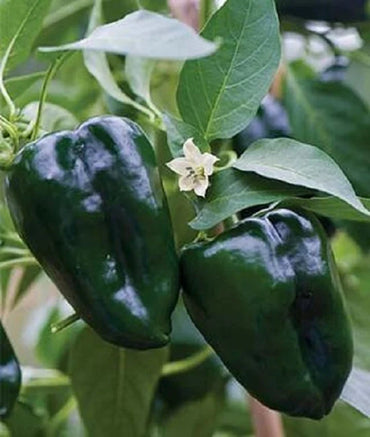 Baron – Ancho Pepper Seed
