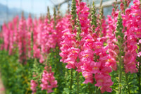 Potomac Cherry Rose Snapdragon Seed