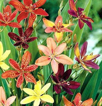 Heirloom Non-GMO Pardancanda Flower Seeds for Planting – Colorful Perennial Iris-Like Garden Blooms