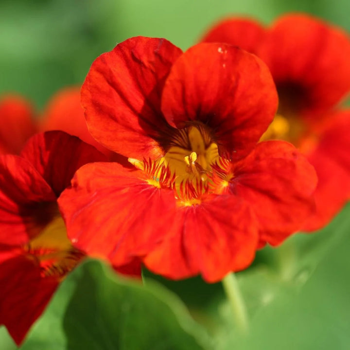 Heirloom Non-GMO Nasturtium Flower Seeds for Planting – Edible Vibrant Blooms