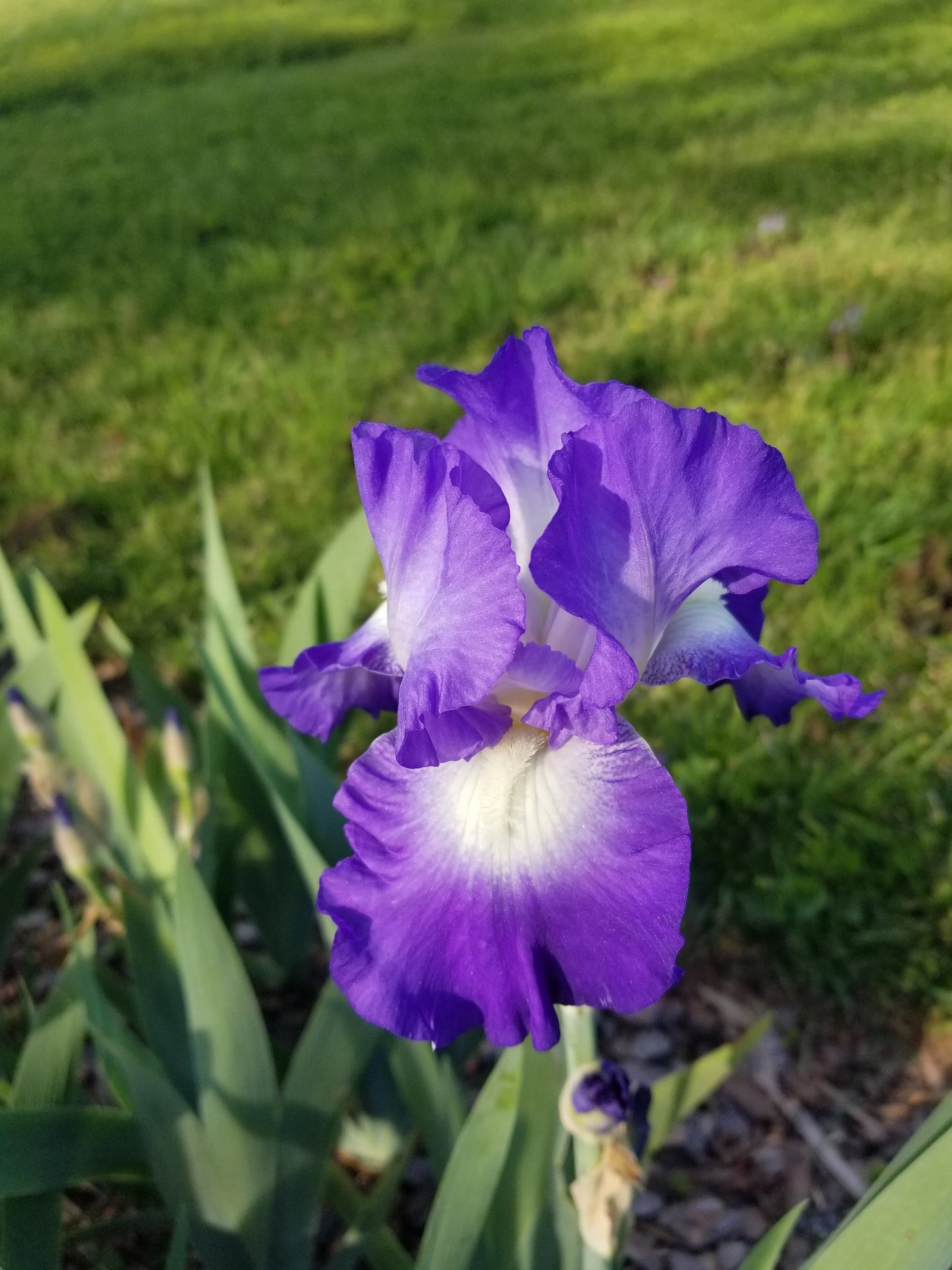 City Lights Reblooming Bearded Iris Seeds