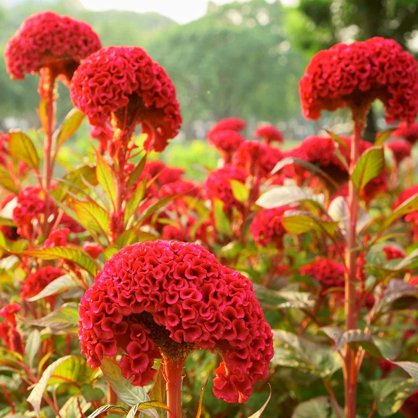 Chief Carmine – Celosia Seed