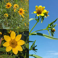 Bidens Cernua Flower Seeds for Planting - 100