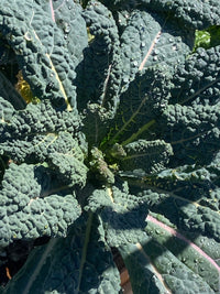 Mamba – Organic Kale Seed