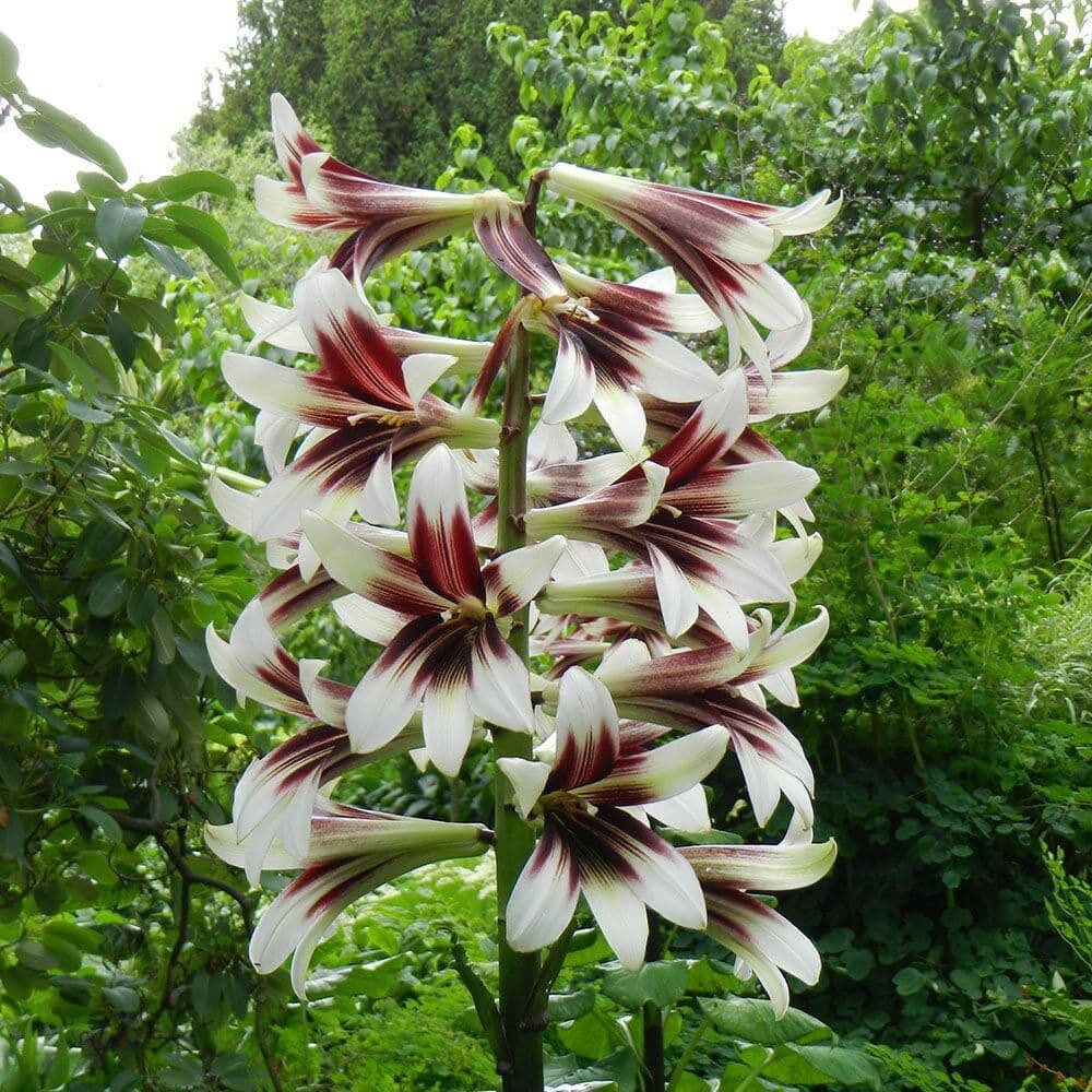 Giant Himalayan Lily