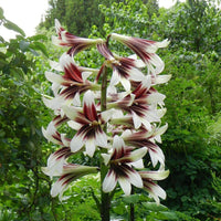 Giant Himalayan Lily