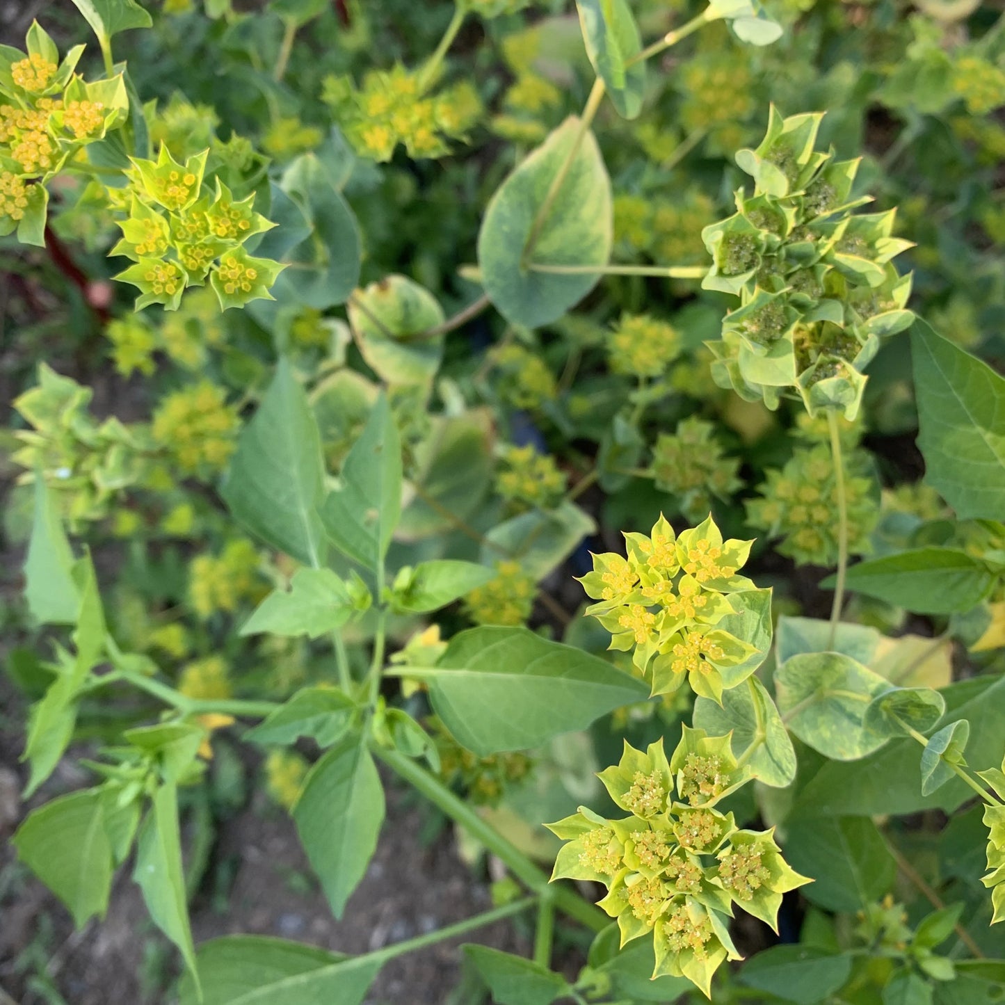 Green Gold – Bupleurum Seed