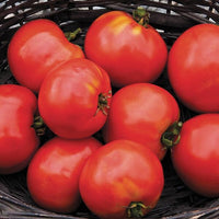 Moskvich – Organic Tomato Seed