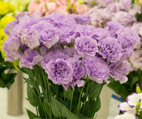 Mariachi Lavender – Lisianthus Seed