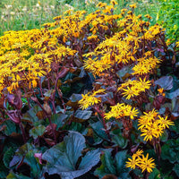 Heirloom Non-GMO Britt-Marie Crawford Flower Seeds for Planting – Bold Foliage and Garden Blooms