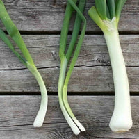 Evergreen Hardy White – Onion Seed