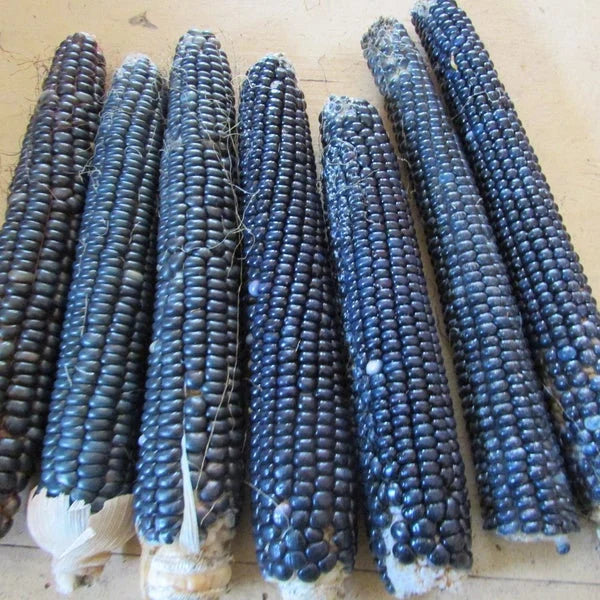 Jerry Petersen Blue – Organic Corn Seed