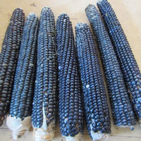Jerry Petersen Blue – Organic Corn Seed