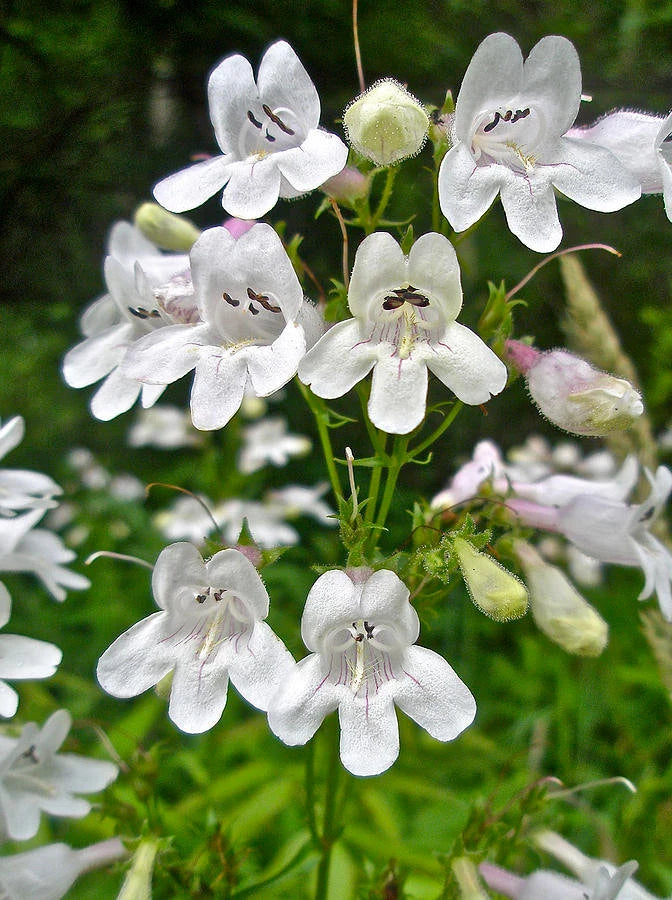 Penstemon White Flower Seeds for Planting – Organic, Heirloom, Non-GMO Seeds