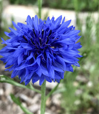 Cornflower- Blue Boy