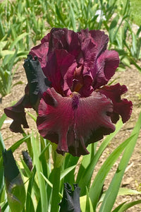 Red Dirt Road Bearded Iris