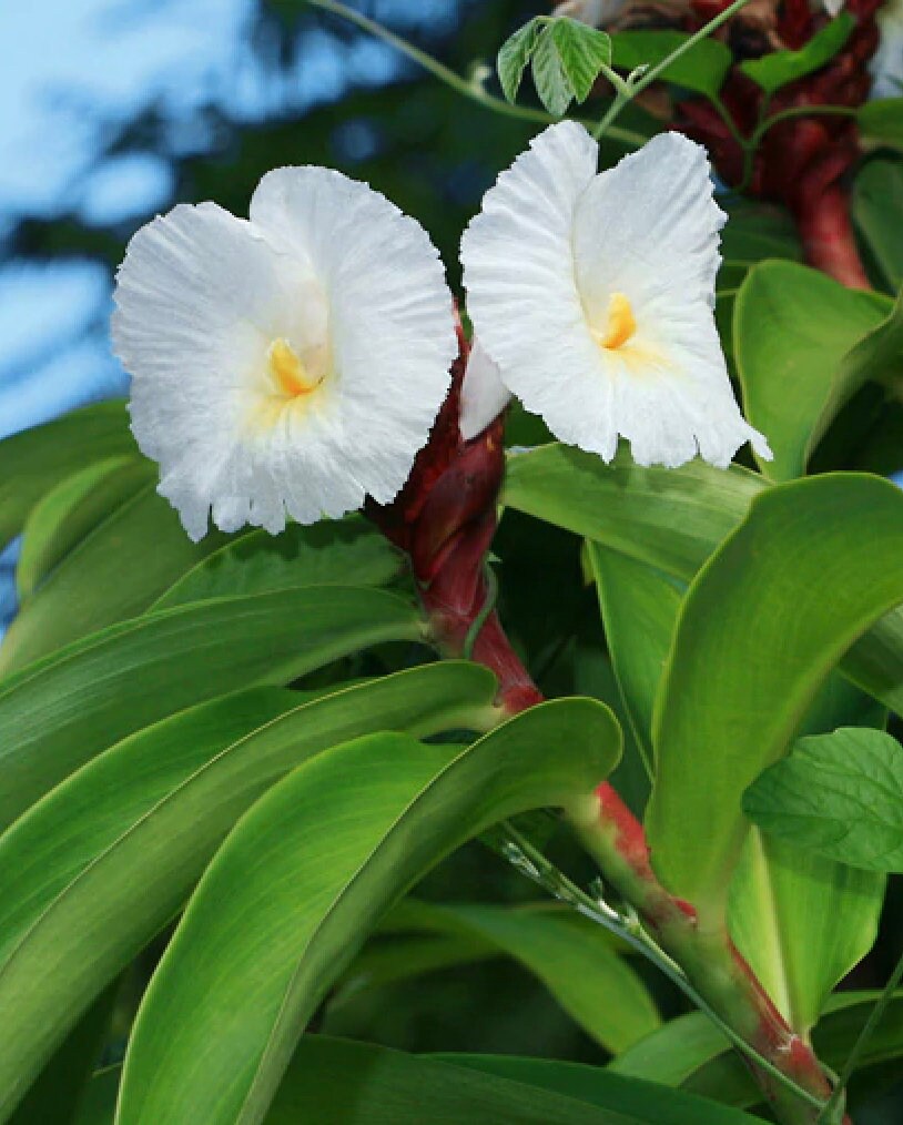 Heirloom Non-GMO Costus Barbatus Flower Seeds for Planting – Tropical Spiral Ginger Blooms - Non-GMO for planting in home garden