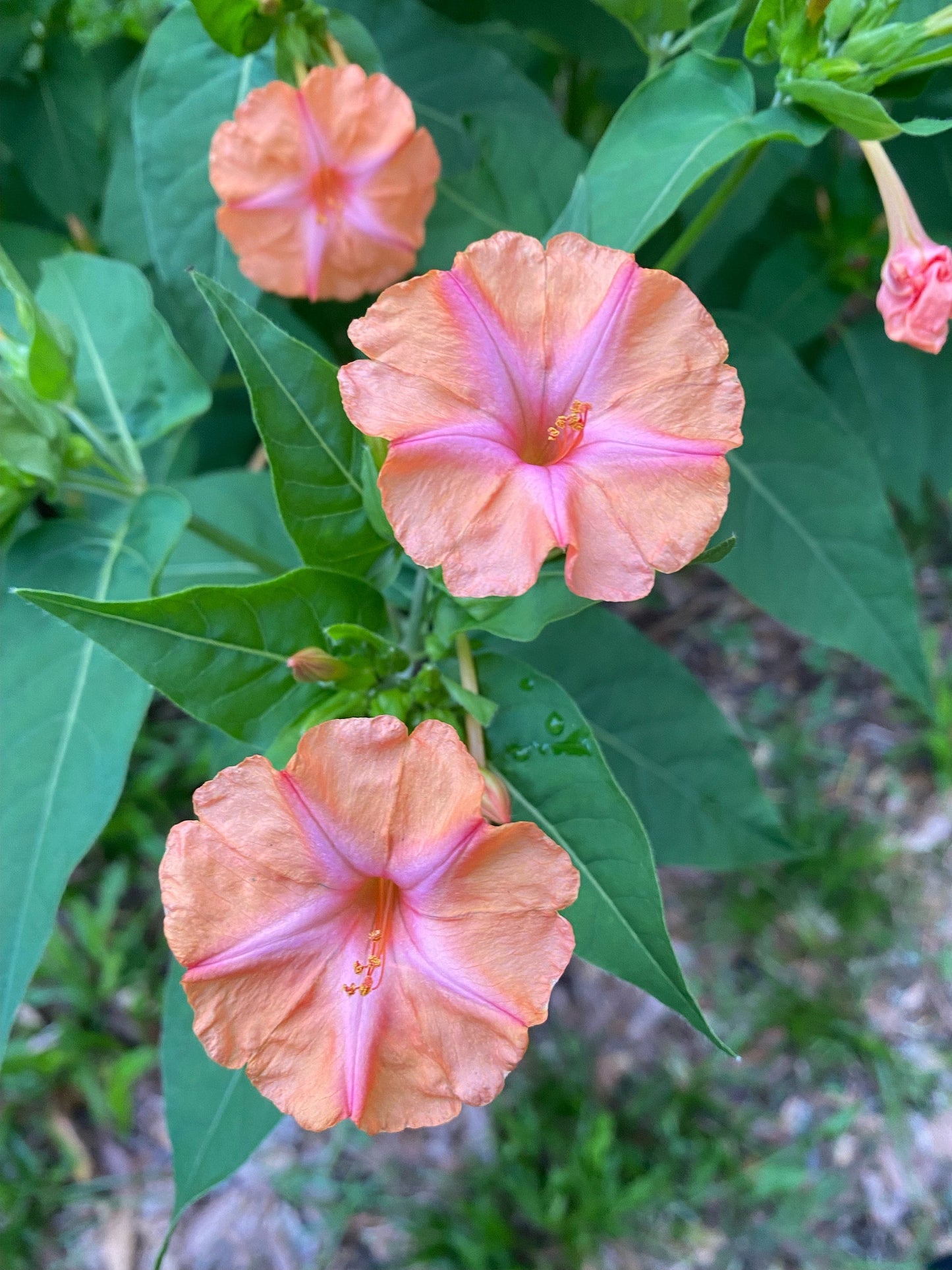 Four O'Clocks- Salmon Sunset