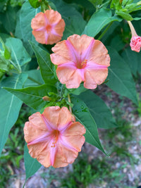 Four O'Clocks- Salmon Sunset