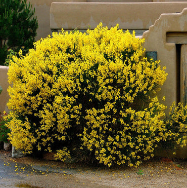 Heirloom Non-GMO Spartium Junceum Flower Seeds | Spanish Broom Shrub Seeds for Drought-Tolerant Landscapes