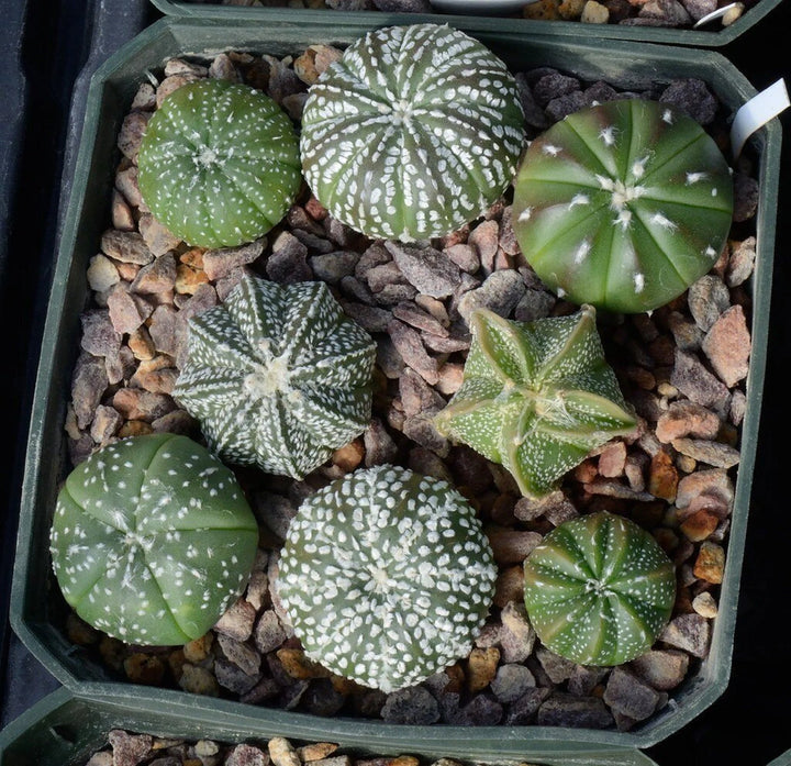 Heirloom Non-GMO Astrophytum Plant Seeds for Planting – Rare Cactus Variety for Decorative Gardens