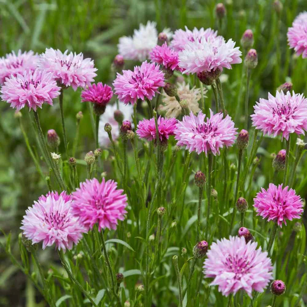 Cornflower- Pink Ball
