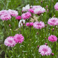 Cornflower- Pink Ball
