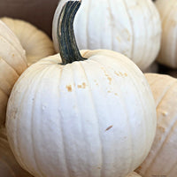 Moonshine – Pumpkin Seed