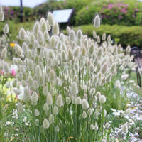 Heirloom Non-GMO Lagurus Ovatus Flower Seeds for Planting – Bunny Tail Grass Ornamental Blooms