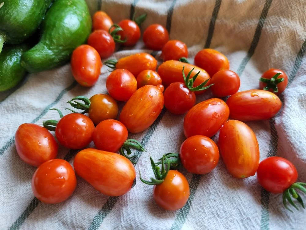 Chiquita – Tomato Seed