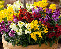 Heirloom Wallflower Cheiranthus Cheiri Flower Seeds, Non-GMO Fragrant Blooms for Planting
