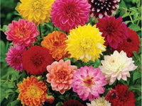 Dahlia- Unwin's Bedding Mix