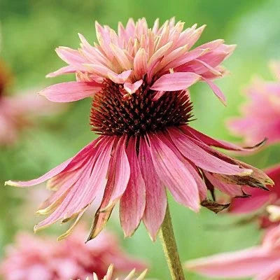 Heirloom Echinacea Double Decker Coneflower Seeds for Planting - Vibrant Blooms, Non-GMO Garden Seeds for planting in home garden