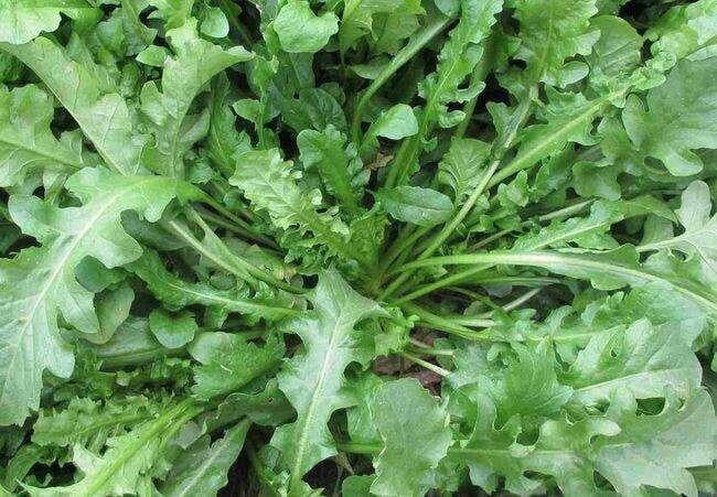 Green Shepherd's Purse or Capsella bursa-pastoris – Rose Herds Vegetable Seeds for Planting