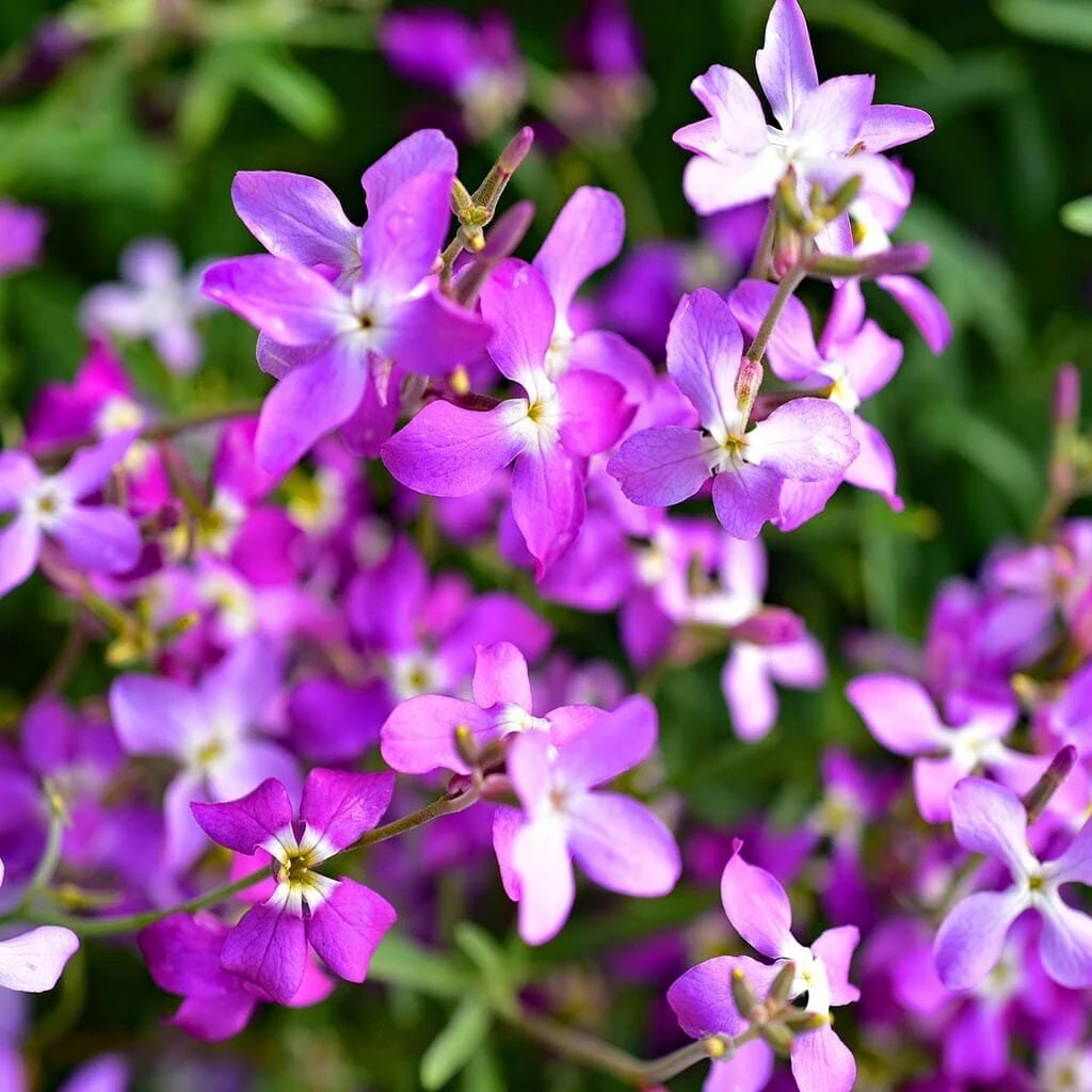 Stock, Evening Scented