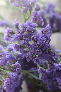 Statice- Heavenly Blue