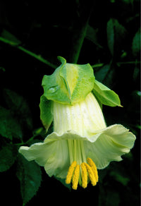 Cathedral Bells- White