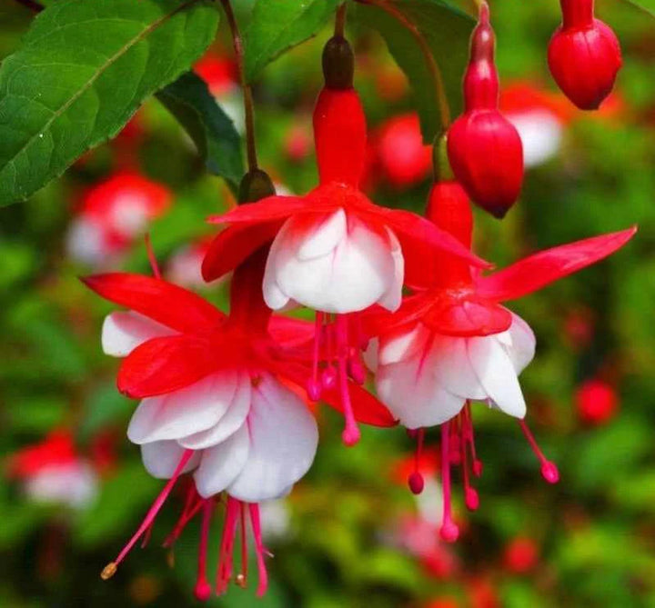 Heirloom Non-GMO Fuchsia Flower Seeds – Vibrant Hanging Blooms for Shade Gardens