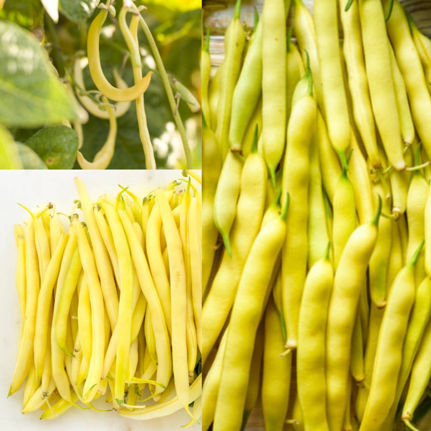 Climbing Bean- Maine Yellow Eye