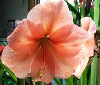 Rilona Amaryllis  Seeds