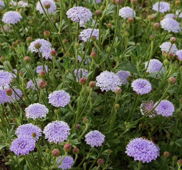 Lacy Lavender Blue – Didiscus Seed