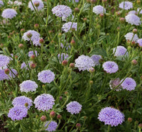 Lacy Lavender Blue – Didiscus Seed