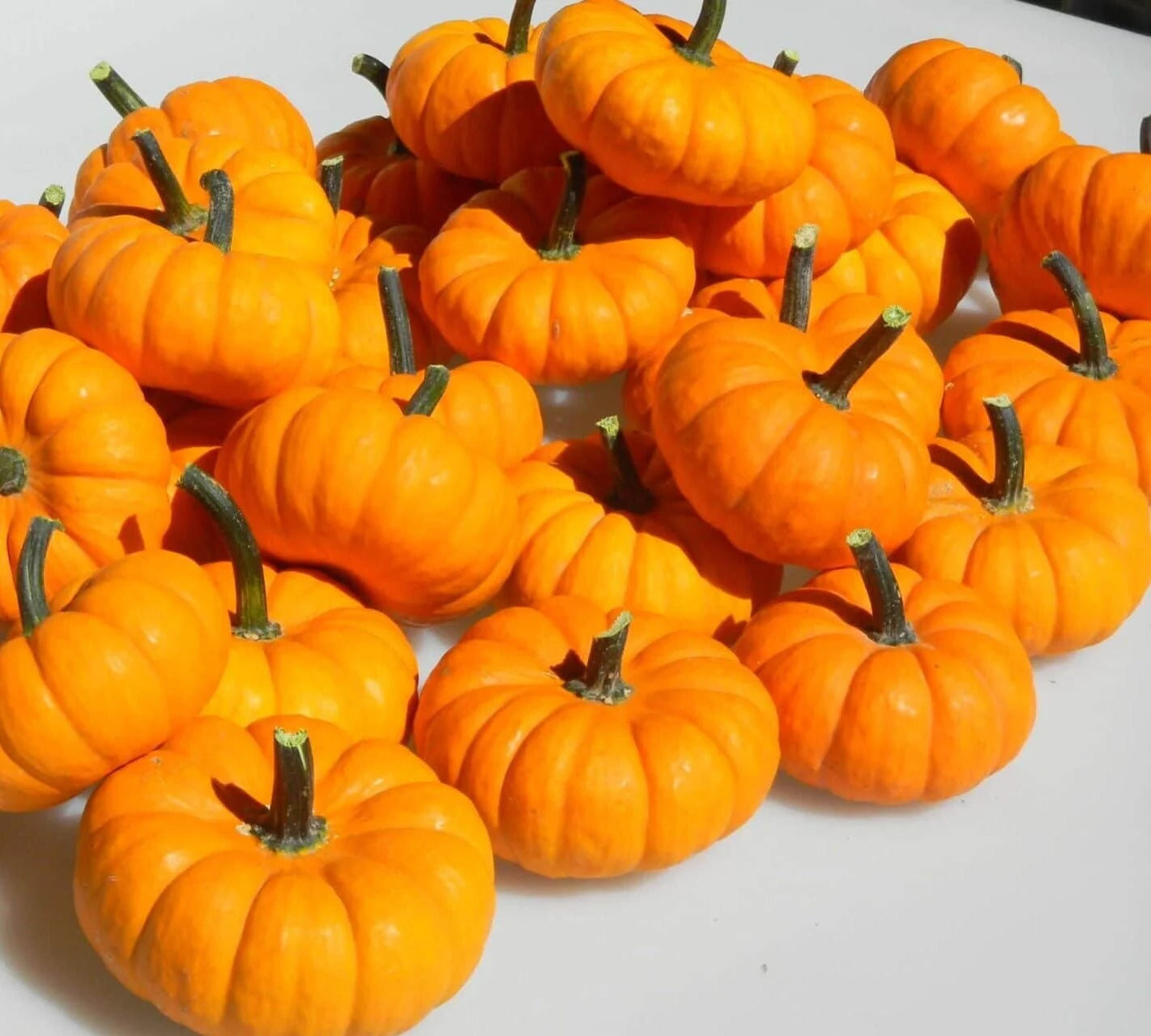 Jill-Be-Little – Pumpkin Seed