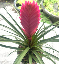 Heirloom Non-GMO Tillandsia Cyanea Flower Seeds for Planting – Pink Quill Air Plant Blooms