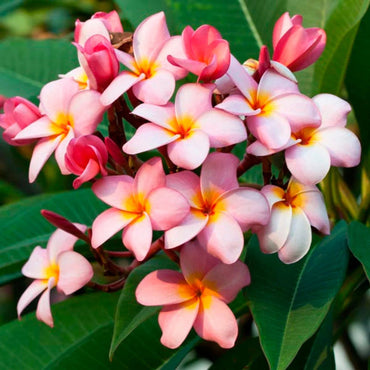 Organic Mixed Frangipani Flower Seeds for Planting – Heirloom, Non-GMO