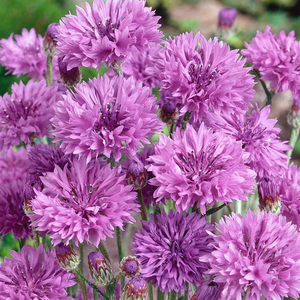 Cornflower- Mauve Ball